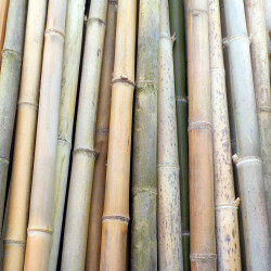 N° 10 Green irregular bamboo canes - ø 5-6 cm - L. 250 cm
