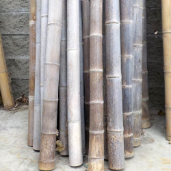 Canne di bambù Moso giganti, beige/marroni