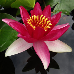 Nymphaea Vesuve - Ninfea grande