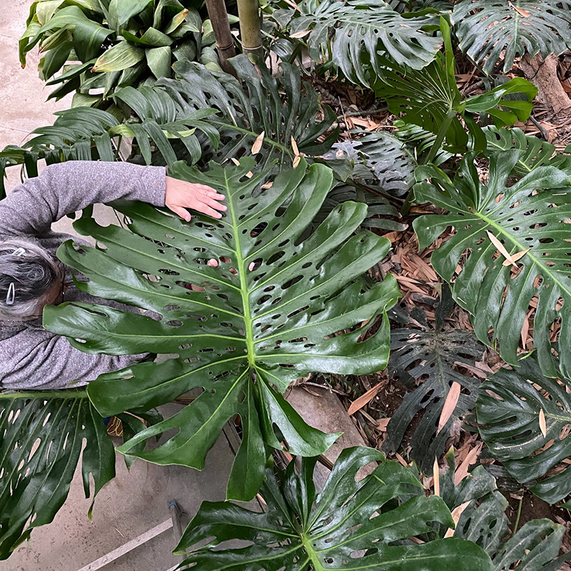 monstera peru kaufen Monstera Obliqua Peru – Ultra durchbrochen – Monjungle main image 1